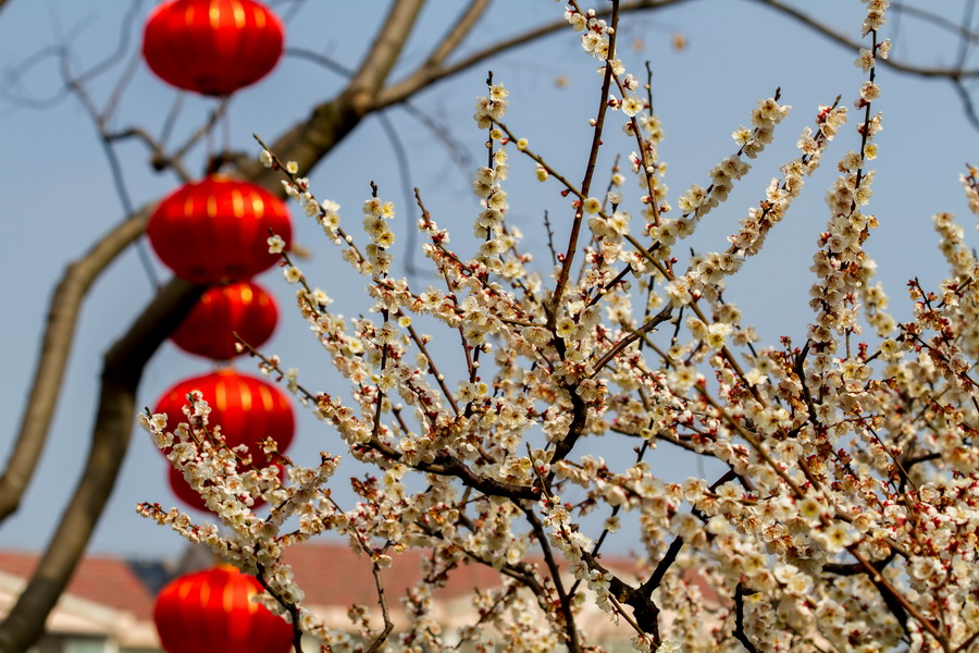 【眾芳搖落獨暄妍,佔盡風情向小園】莘莊公園梅花欣賞