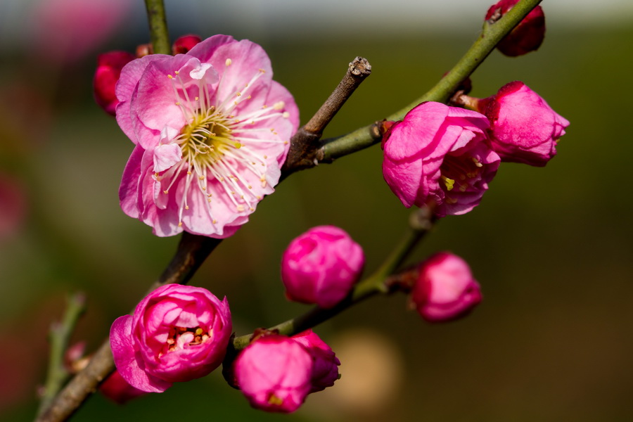 【眾芳搖落獨暄妍,佔盡風情向小園】莘莊公園梅花欣賞