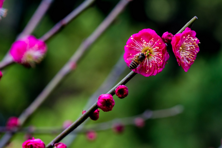 【眾芳搖落獨暄妍,佔盡風情向小園】莘莊公園梅花欣賞