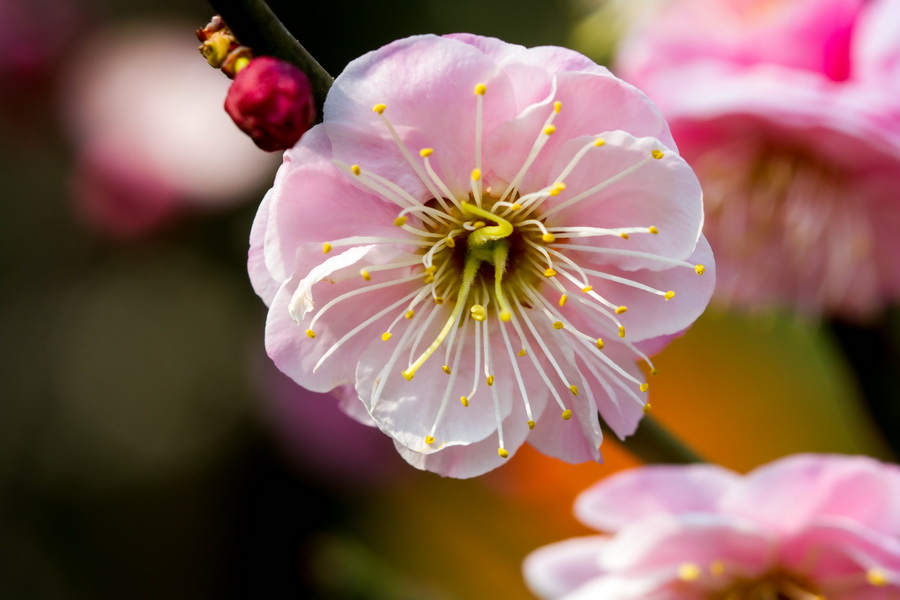 【眾芳搖落獨暄妍,佔盡風情向小園】莘莊公園梅花欣賞