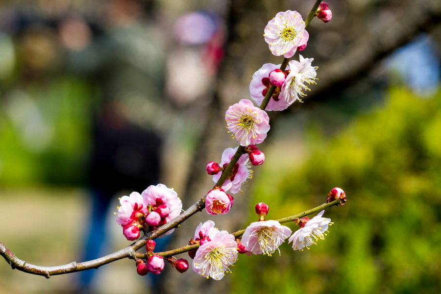 【眾芳搖落獨暄妍,佔盡風情向小園】莘莊公園梅花欣賞