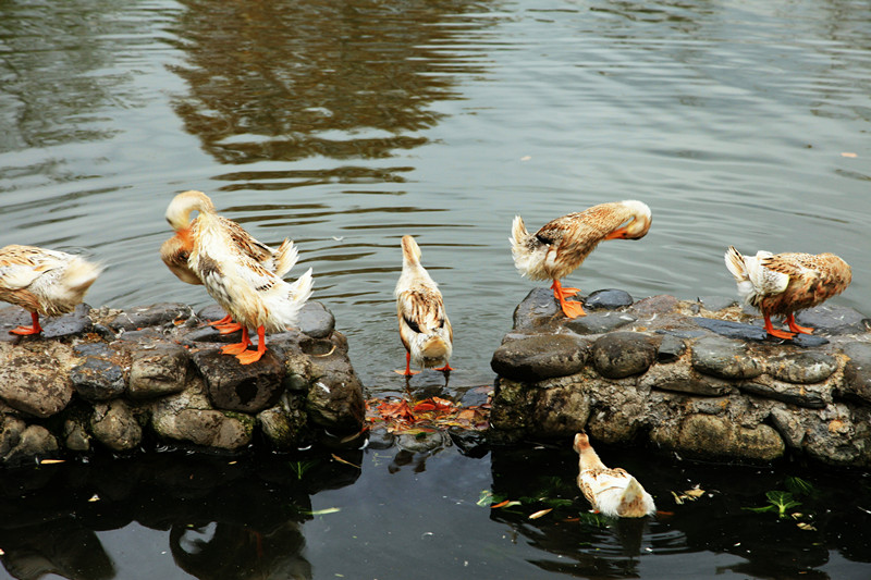 鸭子洗澡
