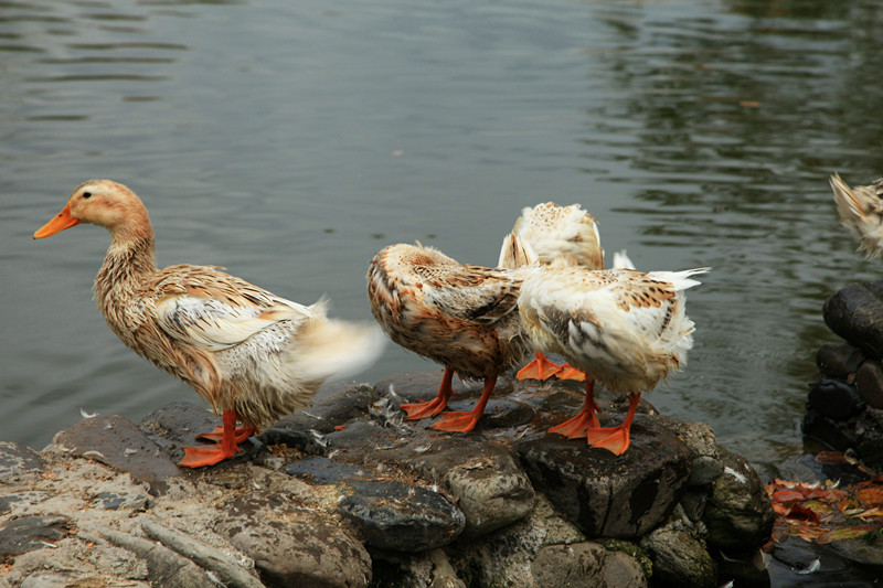 鸭子洗澡