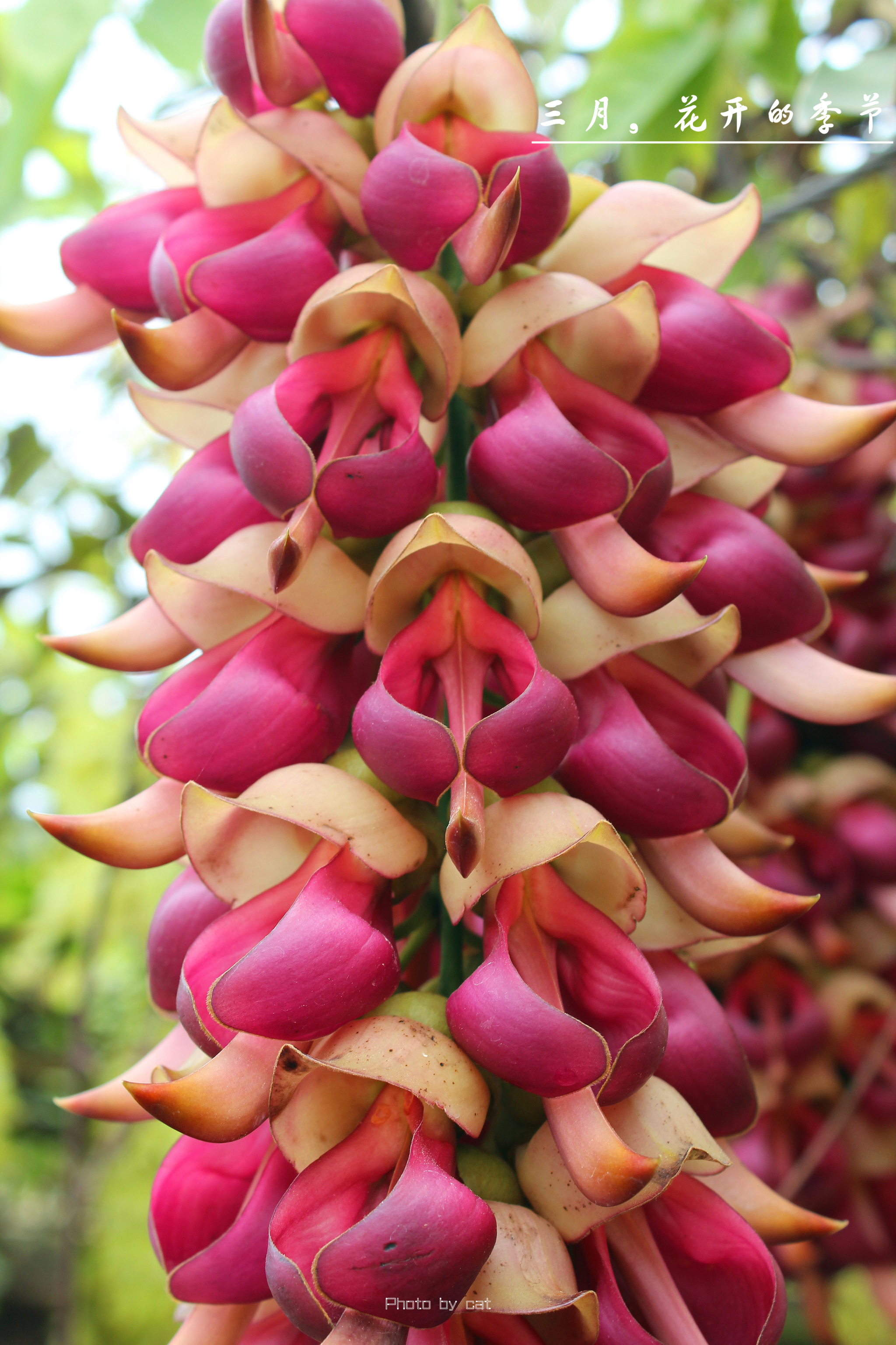 三月,禾雀花开的季节,清远自助游攻略 - 马蜂窝