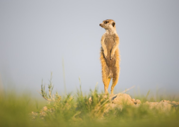 沙漠动物狐獴图片