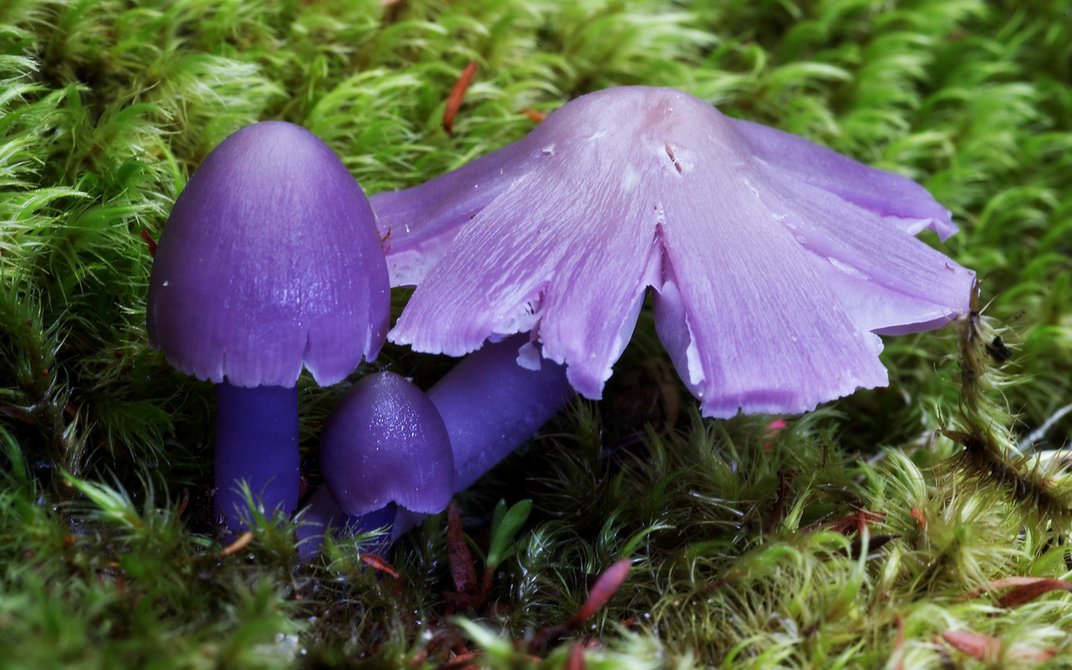 241f引用 宇瀞 的图片:回复宇瀞的图片:紫色好难见到!