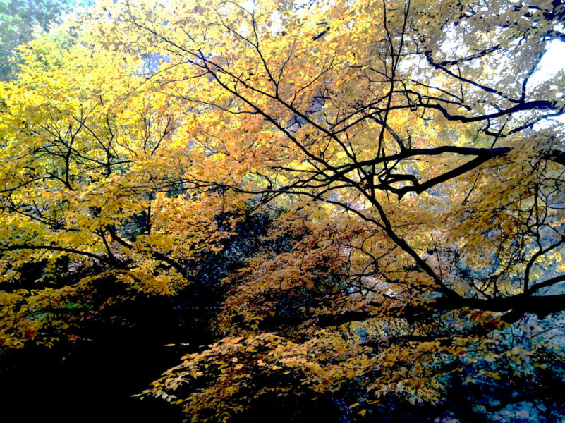 10月下旬，光雾山红叶进入迎来最佳观赏时节 