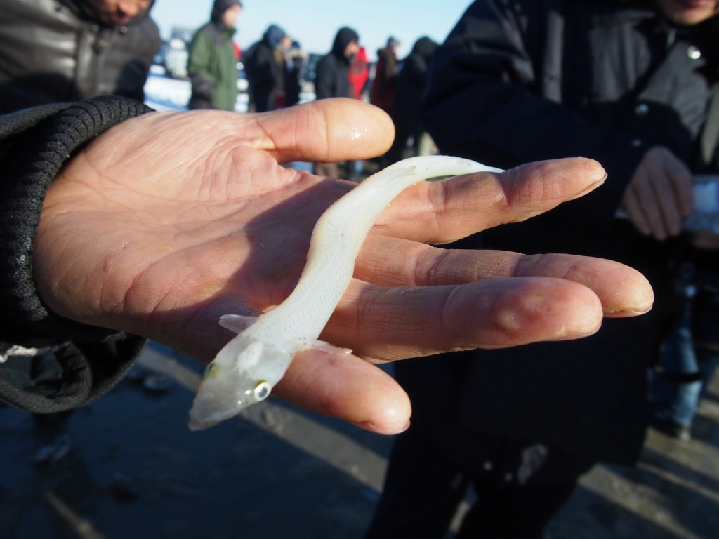 千年传承——查干湖冬捕(原理详细介绍)