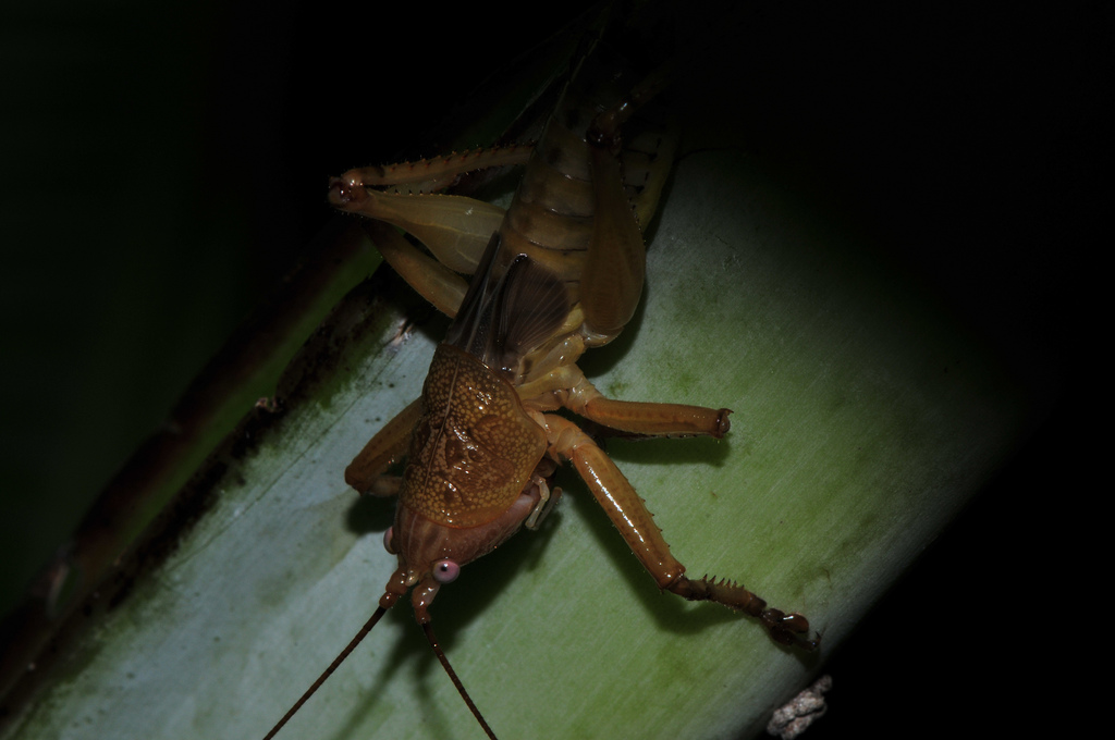 兰屿生态游记参,兰屿旅游攻略 - 马蜂窝