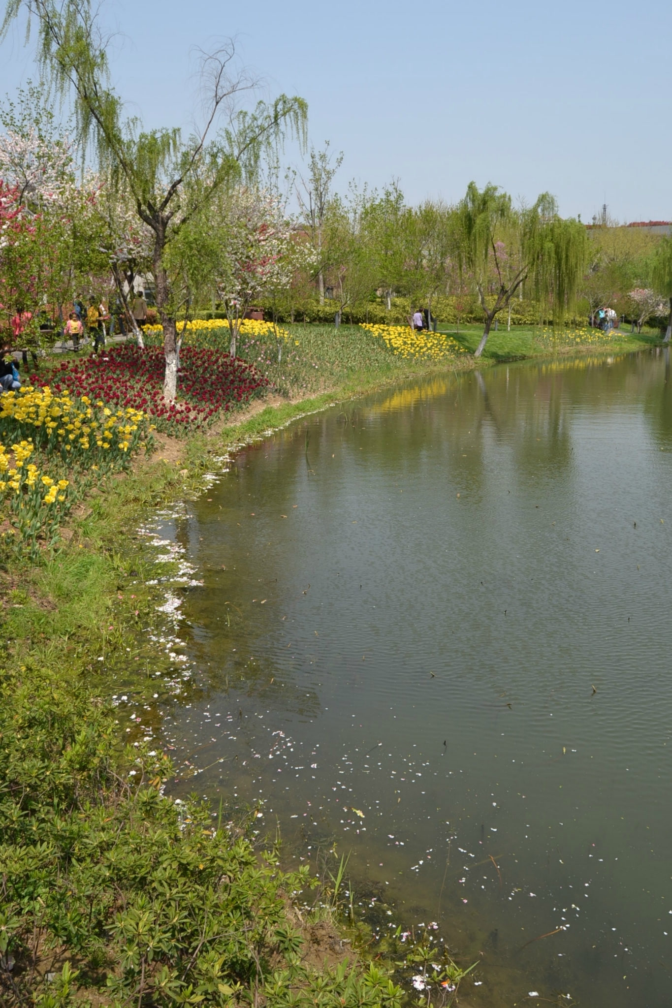 甲午年清明踏青的常州圩墩公園桃花節