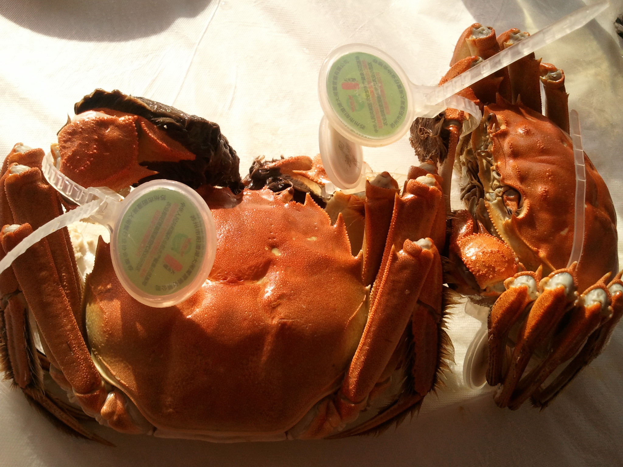 农家菜阳澄湖风光我们乘坐这种小快艇向莲花岛前行.