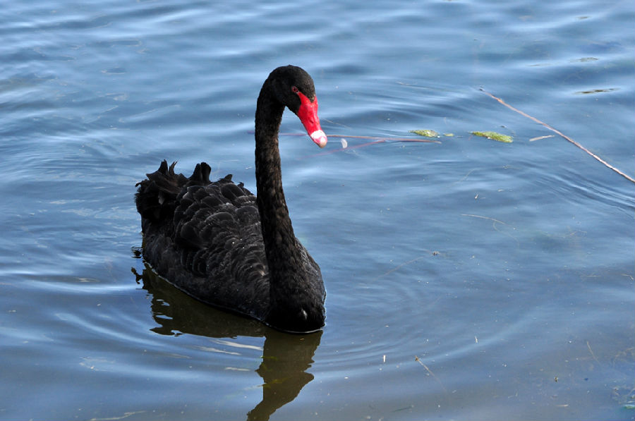 圆明园黑天鹅北京圆明园新增黑天鹅景区图