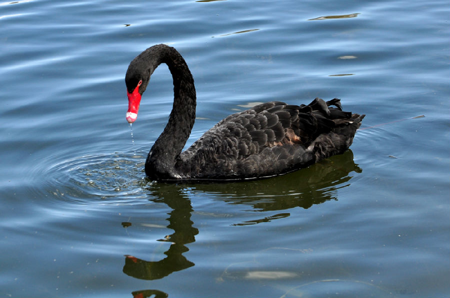 【圆明园黑天鹅】北京圆明园新增黑天鹅景区(图) - 马蜂窝