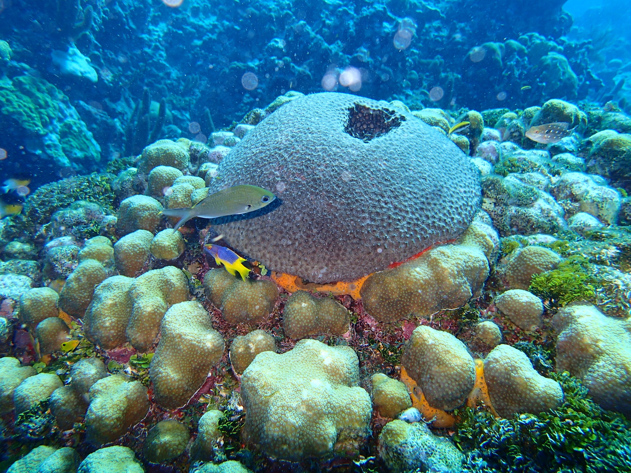 哥伦比亚圣安德烈斯岛--加勒比海上的眼泪（San...