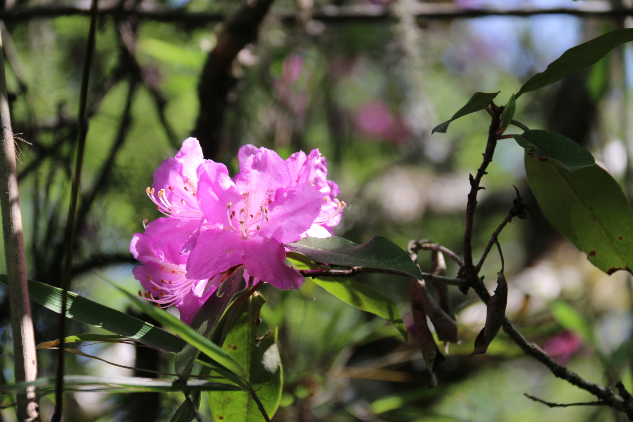 图14,高山杜鹃图15,松萝松萝图16,松萝松萝图17,应该是杜鹃的一种吧图