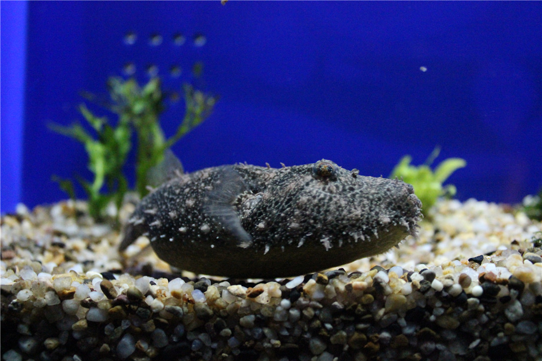 下面是上海陆家嘴海洋馆,就在电视塔边儿上,里边儿鱼的种类还挺多的