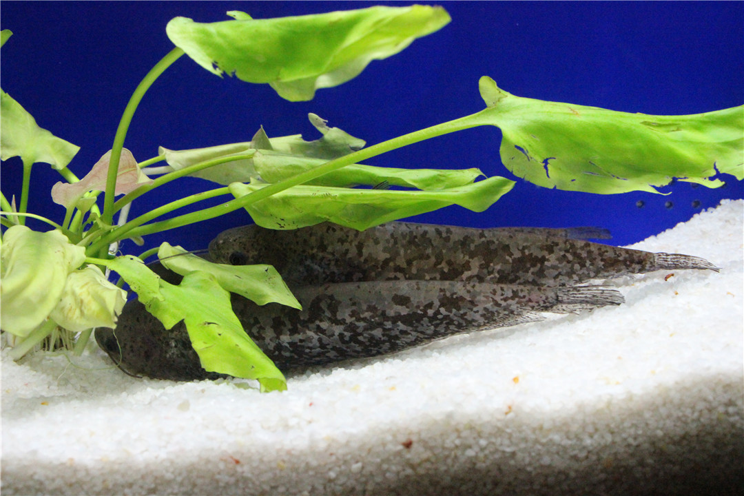 下面是上海陆家嘴海洋馆,就在电视塔边儿上,里边儿鱼的种类还挺多的