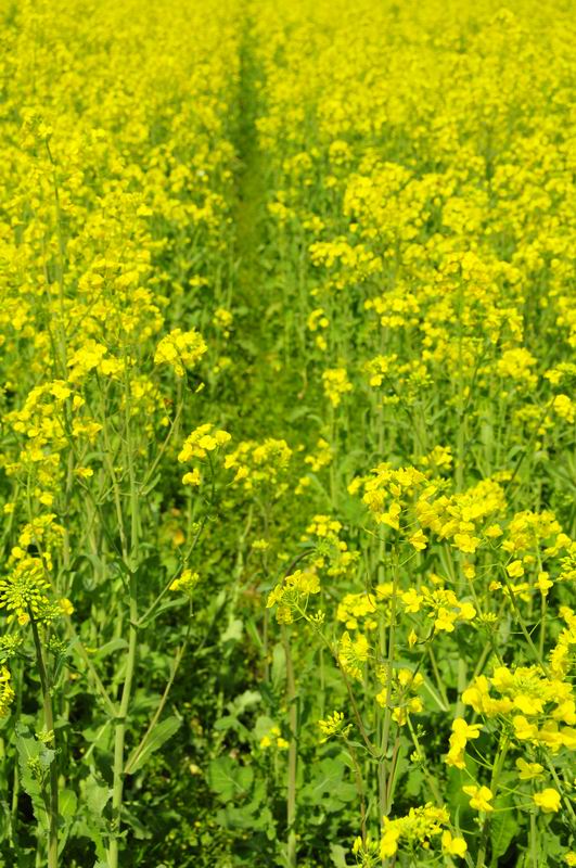 诸暨东白湖油菜花海千柱屋