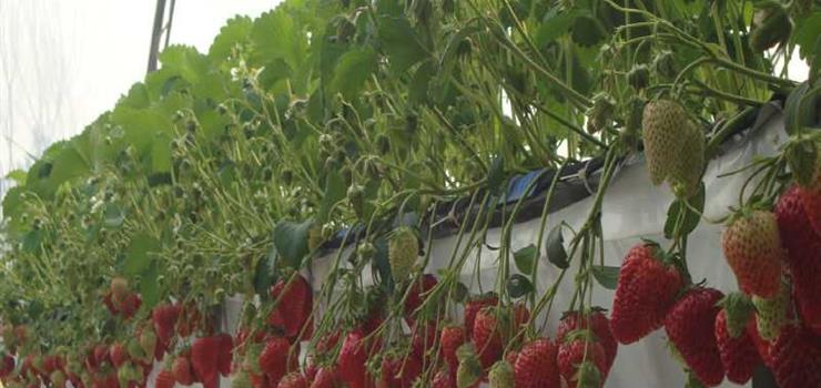 草莓王蔬果采摘园 草莓王蔬果采摘园