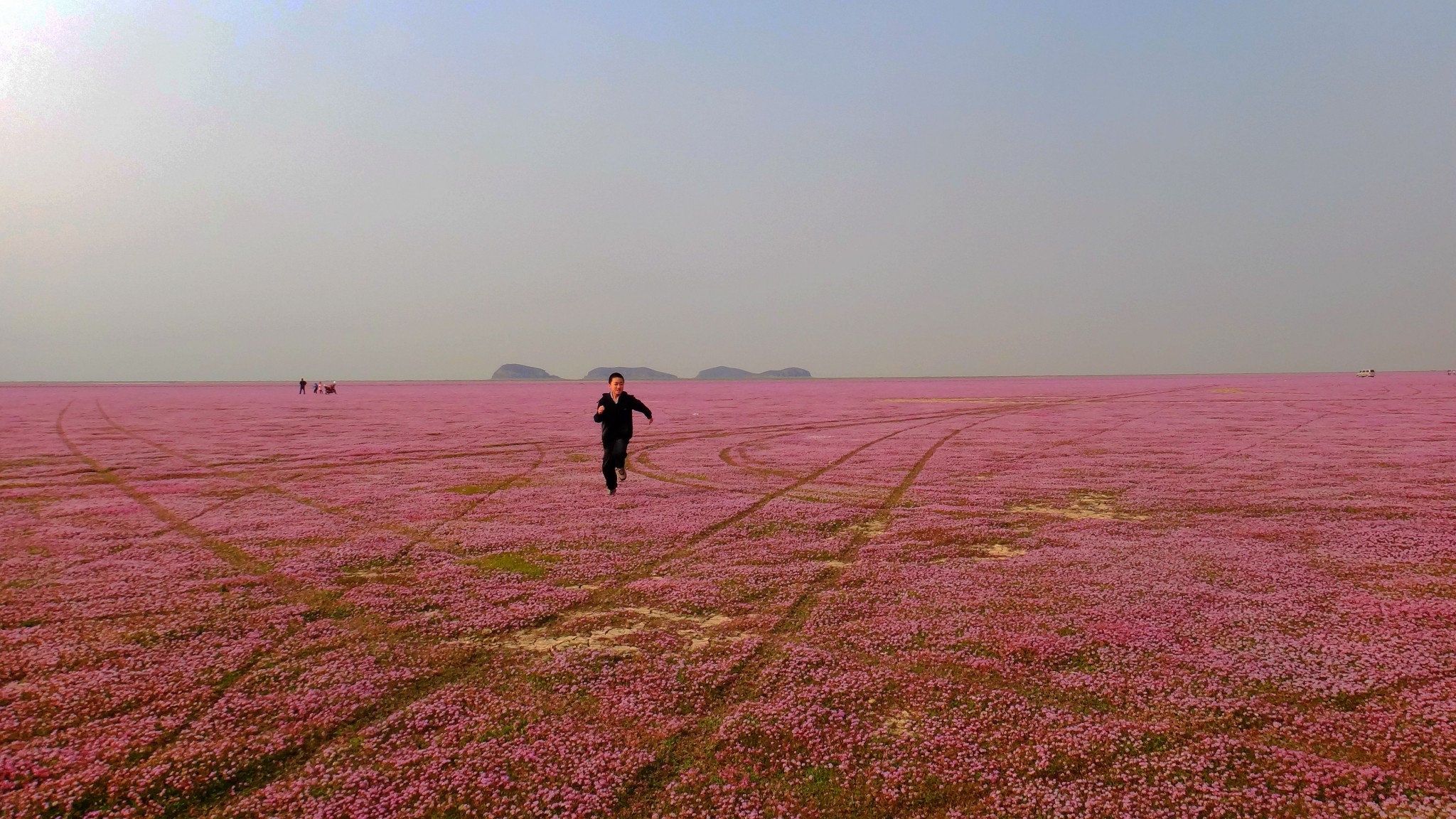 鄱阳湖花海什么时候看，鄱阳湖蓼子花海在哪里 