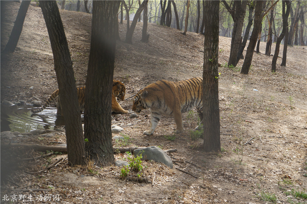 春遊北京野生動物園