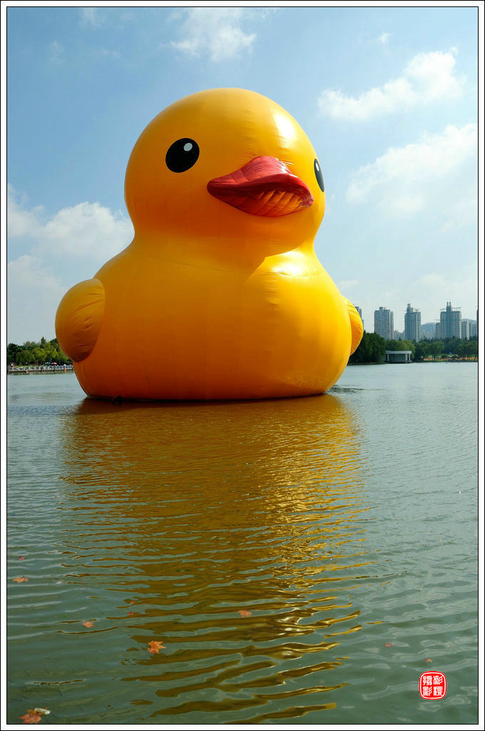 大黄鸭入驻上海世纪公园镜天湖鲜睹为快