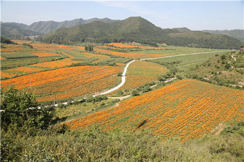 四季花海绚烂秋芳——延庆四海镇