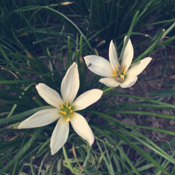 【山阳图片】蜜雨童言