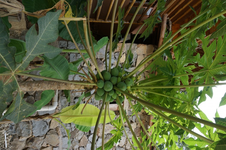 槟榔谷我最想看的就是那个钻木取火的演出!果然非常的震撼!