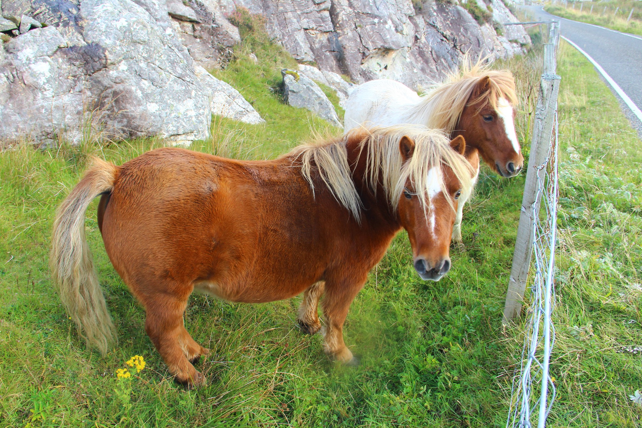 小短腿有木有!上了岸继续上车.