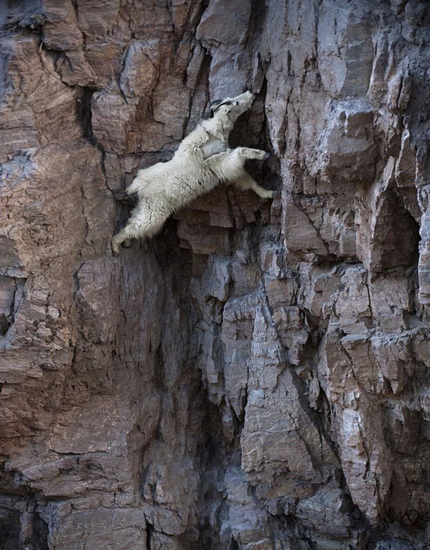 攀岩能手：生活在悬崖峭壁上的落基山羊 