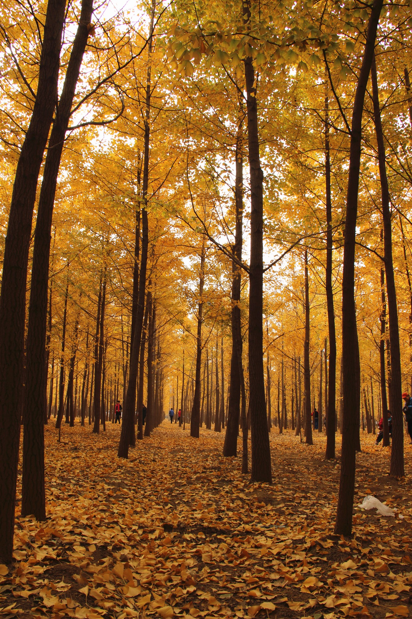 11月1日,我和朋友们又去张各庄村银杏林观赏银杏.