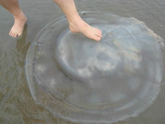 6 海蜇(zhé)5 白姑鱼4 黄姑鱼3 黄鱼——大黄鱼2 鲎(hào)——鲎