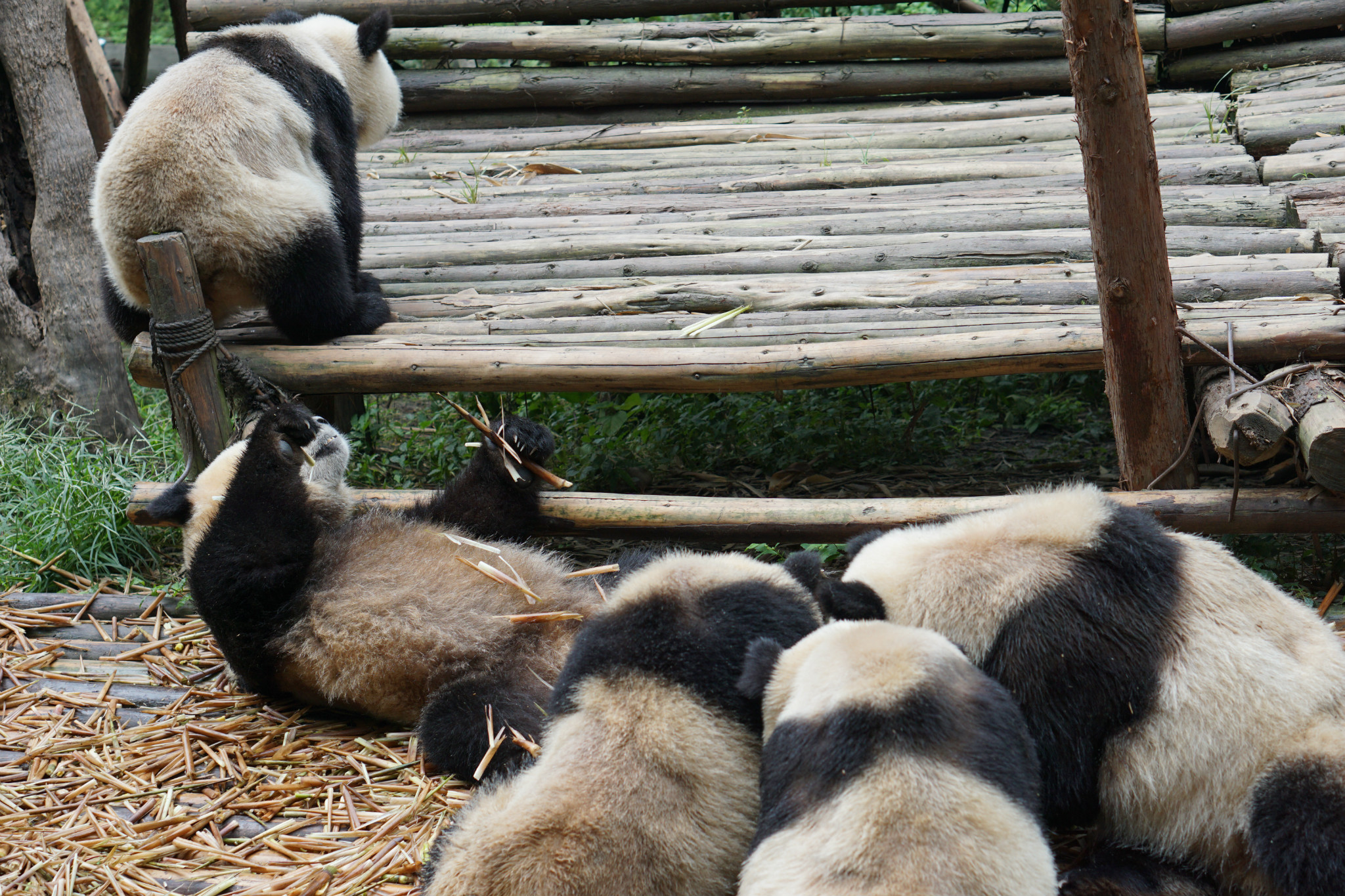 4月24号:成都酒店出发-熊猫基地-汶川-茂县-松潘-川主寺-九寨沟(住
