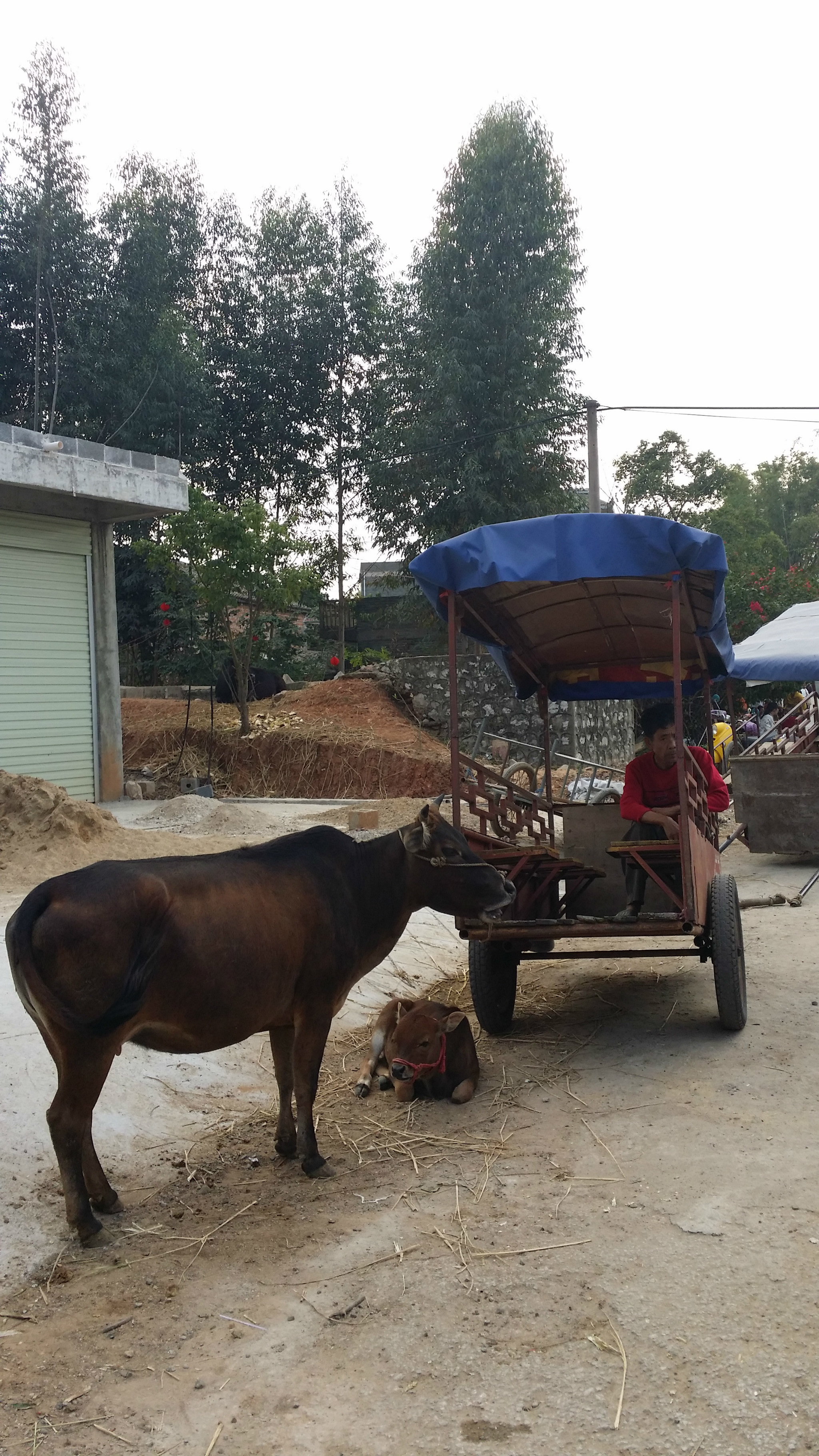 村口的牛车,当地人说来坐个"牛的"吧,带你去每