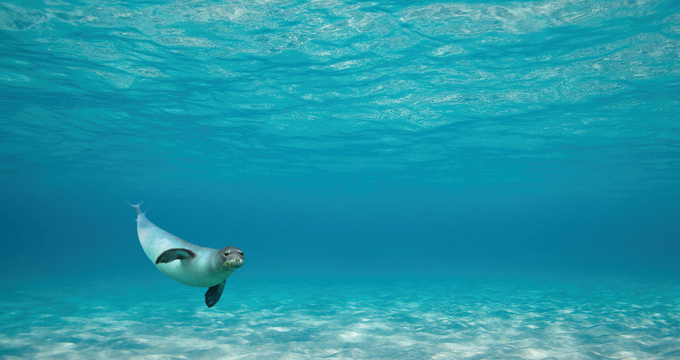 Alonnisos Marine Park