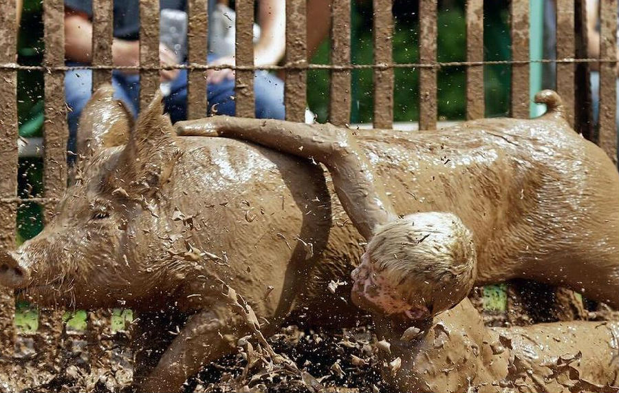 美国举行人猪摔跤大赛 泥浆中人猪互搏