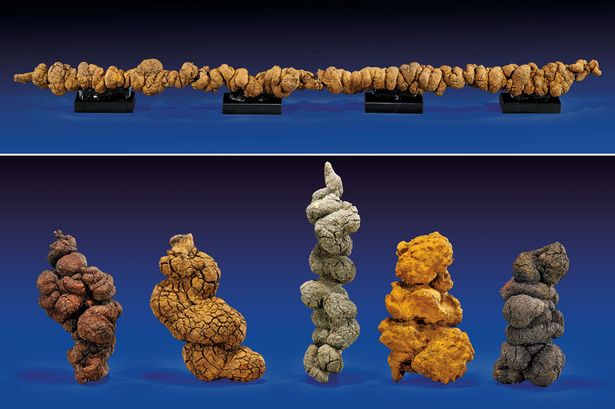 美国12米恐龙粪便将被拍卖预计有530万年历史