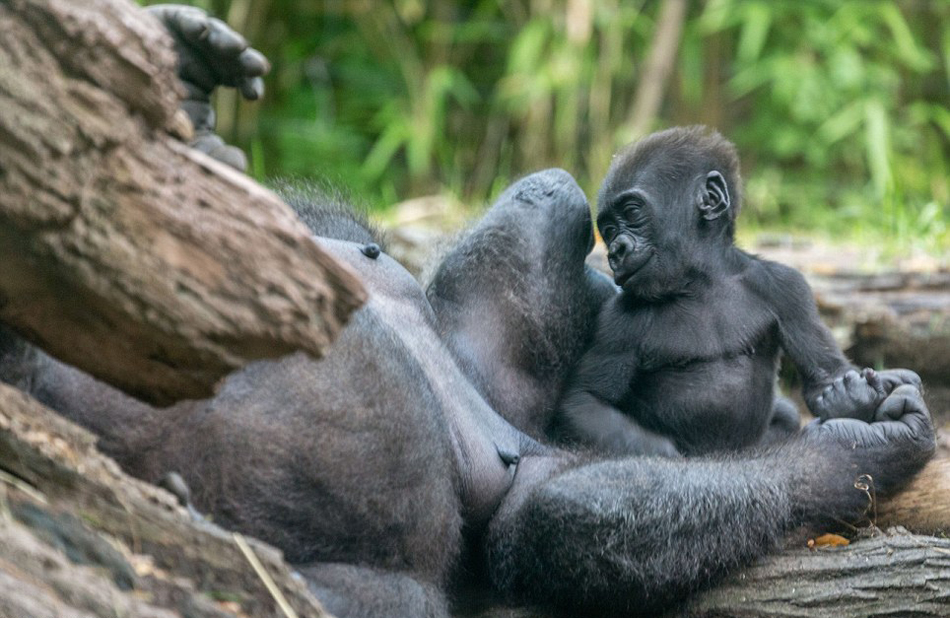 小猩猩爱抚亲吻欲叫醒打盹妈妈