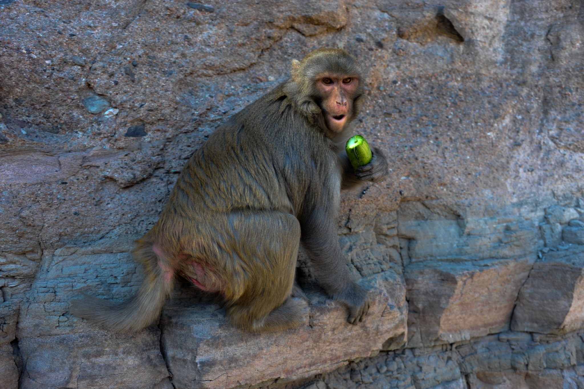 双塔山猴子图片