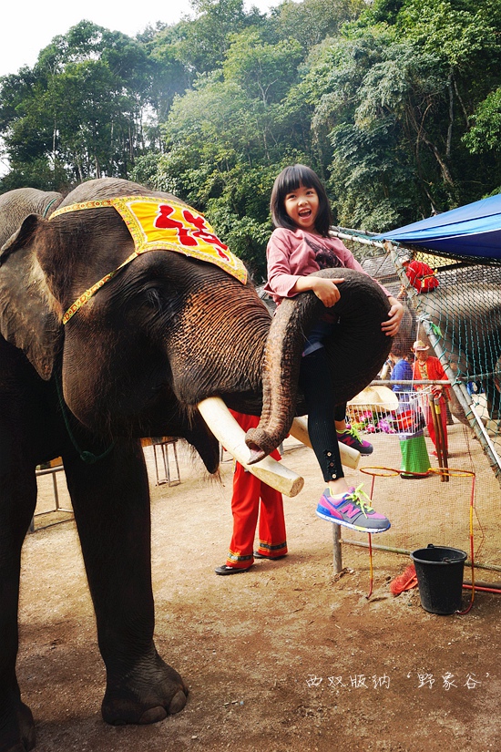 云南省旅游 西双版纳旅游攻略 西双版纳——奔着有阳光的地方,避寒!