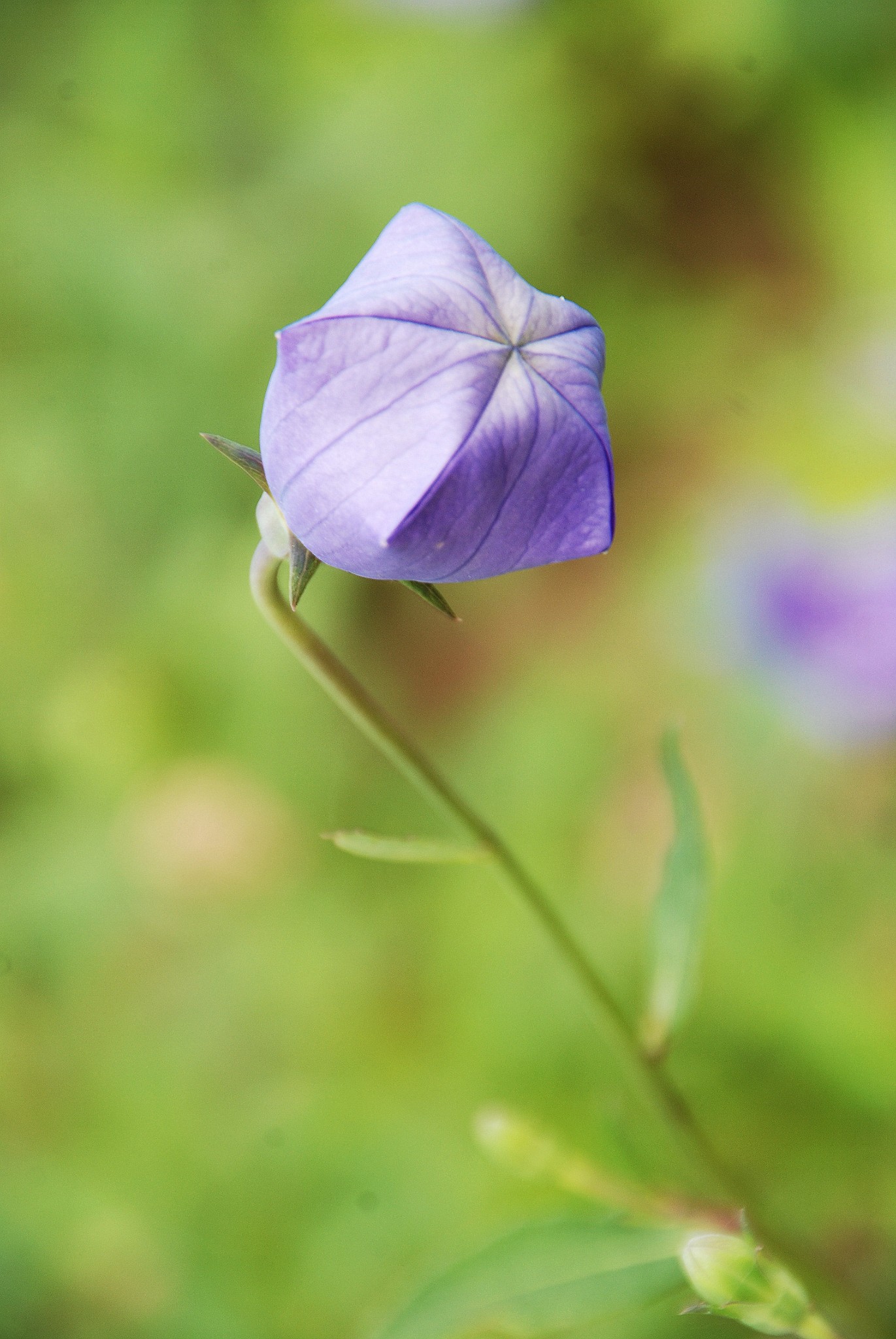 初见桔梗花 马蜂窝