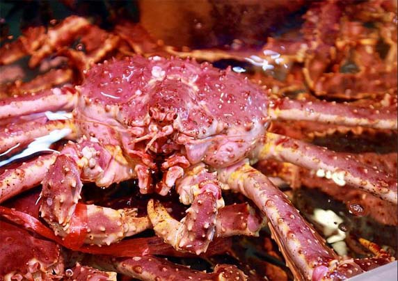 刚刚到岸的帝王蟹,龙虾,海胆,海鱼等活蹦乱跳地迎接人们的光临,北海道