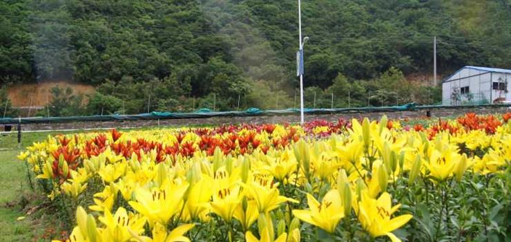 浏阳大围山百合花海滑雪季