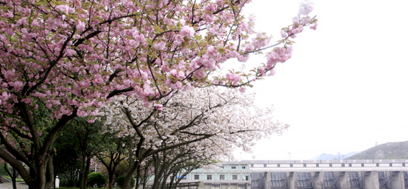 水酿塘电站花木园