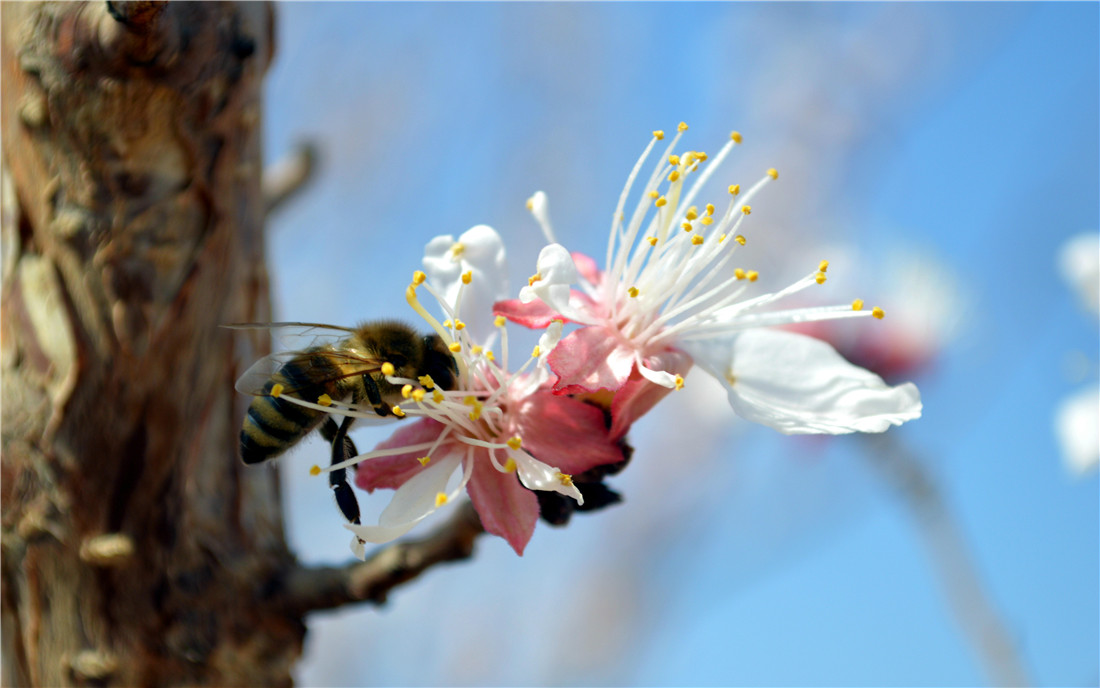 新疆吐魯番托克遜夏鄉杏花小草湖鹽湖一日遊3月底最佳