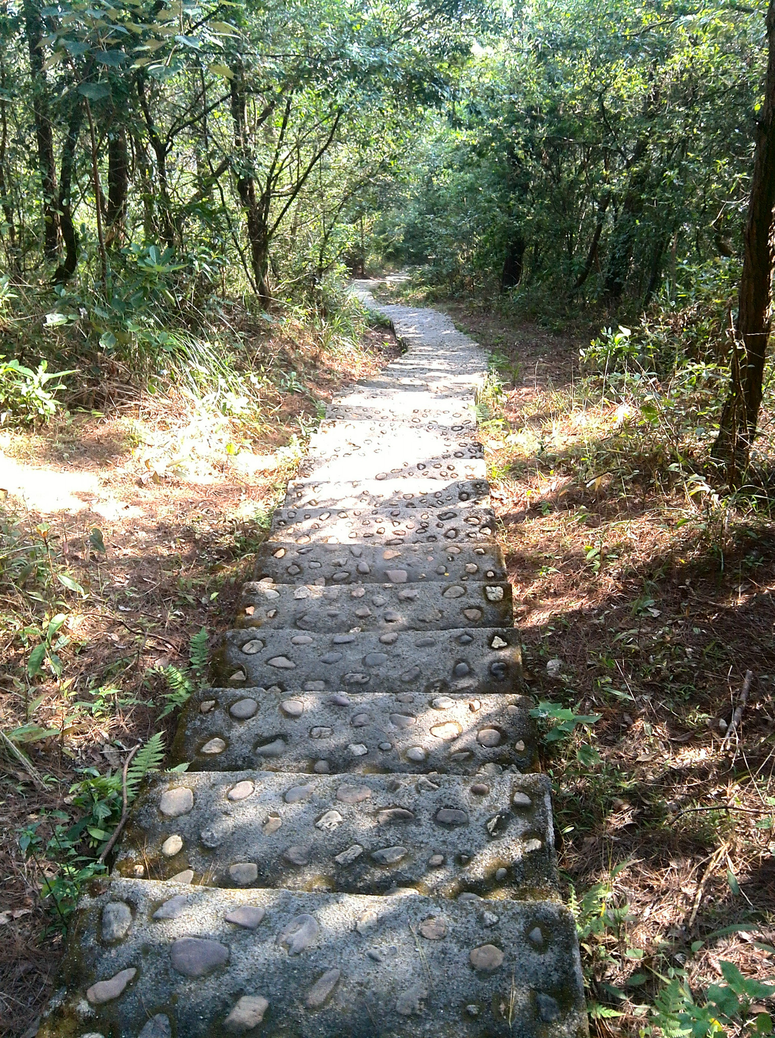 浦北公猪脊森林公园图片