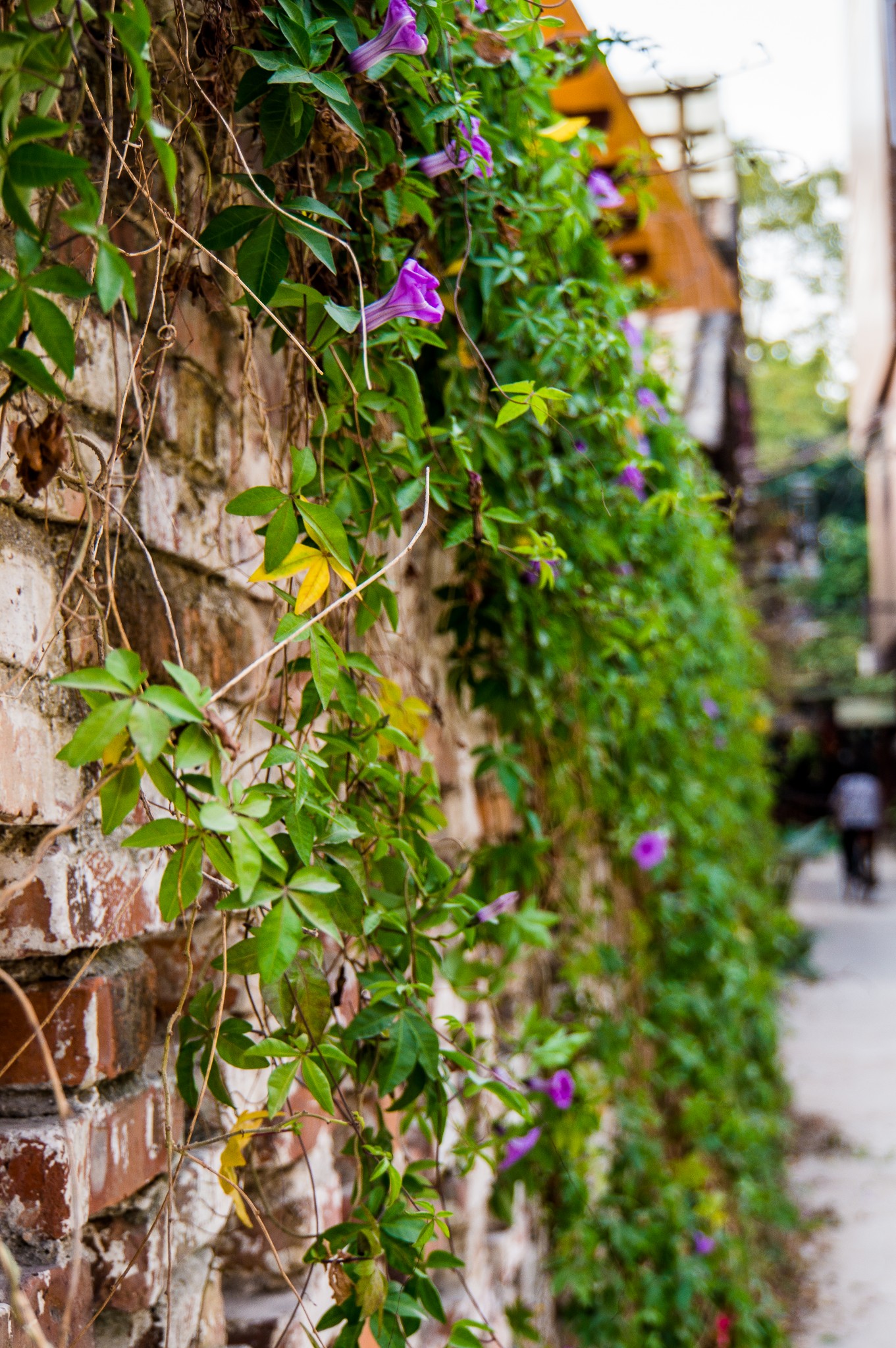 在途兔 ~ 东莞  坝头村 小资聚集地