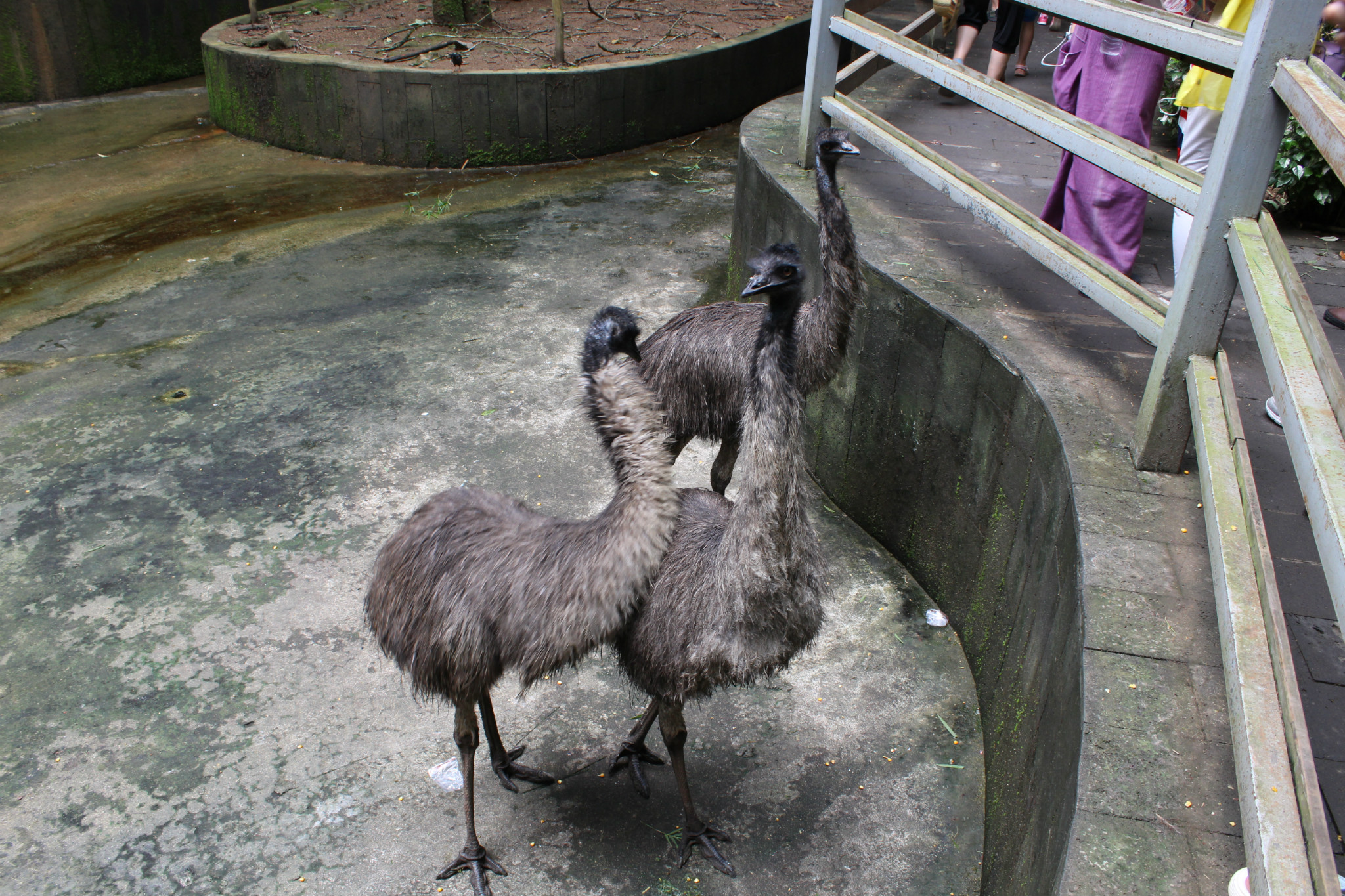 o哈哈~是不是感觉像戴望舒写的"雨巷"撑着油纸伞,独自彷徨在悠长
