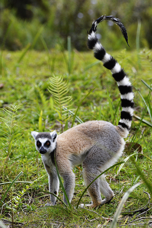 从狐猴岛出来我们又前往昂达西贝国家公园的鳄鱼谷,鳄鱼谷河道宽阔